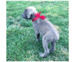 Cane Corso puppies for sale in CA - 3