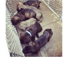 Cane Corso puppies for sale in CA - 4