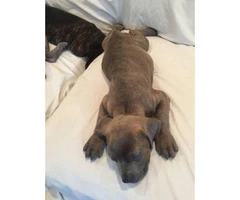 Cane Corso puppies for sale in CA - 5