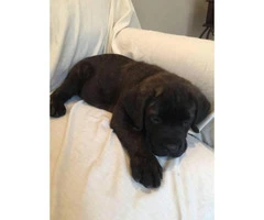 Cane Corso puppies for sale in CA - 6