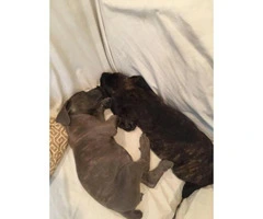 Cane Corso puppies for sale in CA - 7