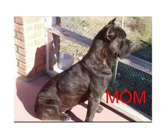 Cane Corso puppies for sale in CA - 8