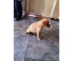 Goldador puppies for sale  incredibly playful