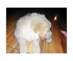 Goldador puppies for sale  incredibly playful - 2