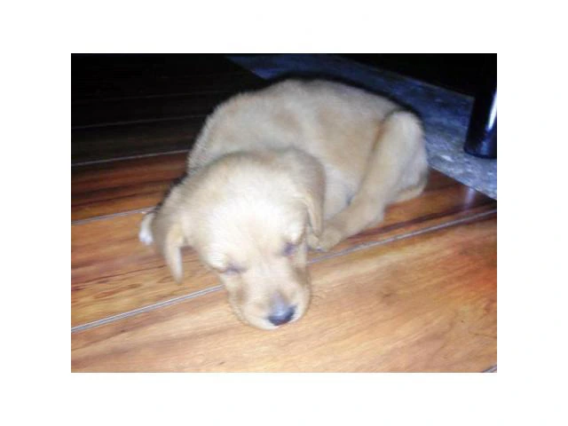 Goldador puppies for sale  incredibly playful - 3/5