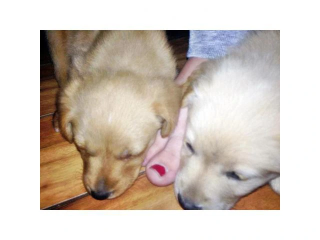 Goldador puppies for sale  incredibly playful - 4/5