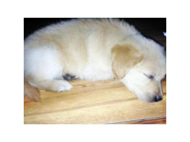 Goldador puppies for sale  incredibly playful - 5/5