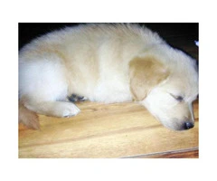 Goldador puppies for sale  incredibly playful - 5