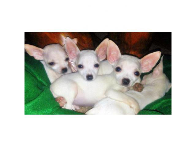 white chihuahuas in Portland, Oregon Puppies for Sale