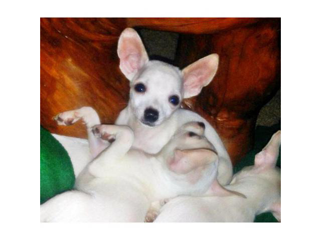 white chihuahuas in Portland, Oregon Puppies for Sale