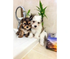 morkies for sale in ny - 1