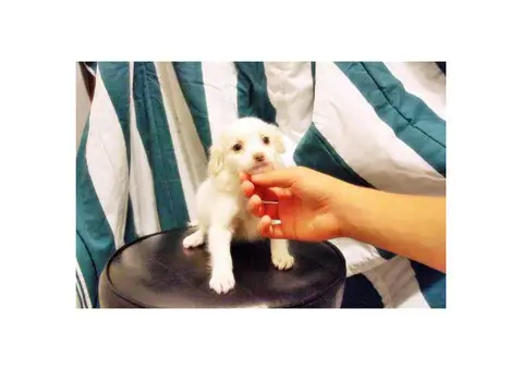 maltese mix puppies
