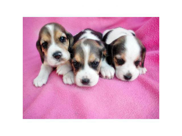 Beagle Puppies For Sale In Arizona Phoenix - Puppies For Sale Near Me