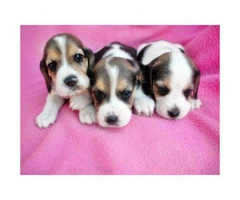 beagle puppies for sale in arizona