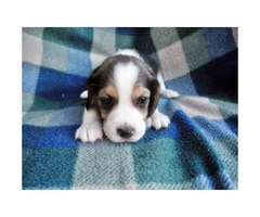 beagle puppies for sale in arizona - 2