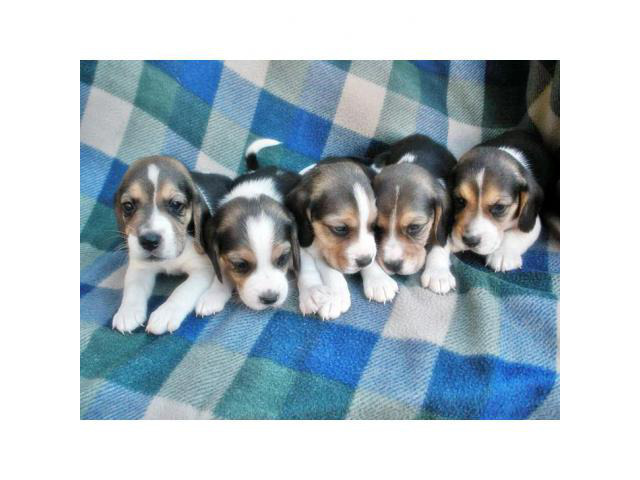 beagle puppies for sale in arizona Phoenix - Puppies for Sale Near Me