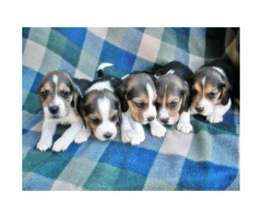 beagle puppies for sale in arizona - 3