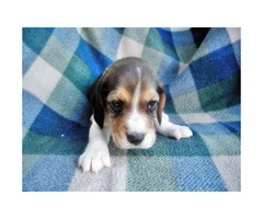 beagle puppies for sale in arizona - 4
