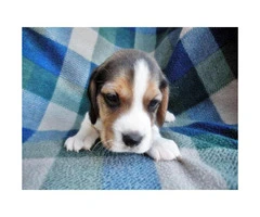 beagle puppies for sale in arizona - 5