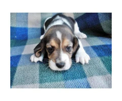 beagle puppies for sale in arizona - 6