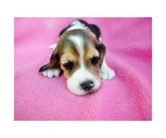beagle puppies for sale in arizona - 7