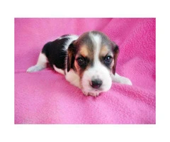 beagle puppies for sale in arizona - 8
