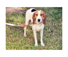 beagle puppies for sale in arizona - 9