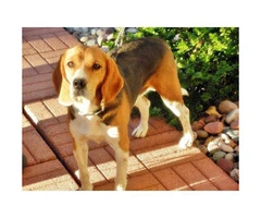 beagle puppies for sale in arizona - 10