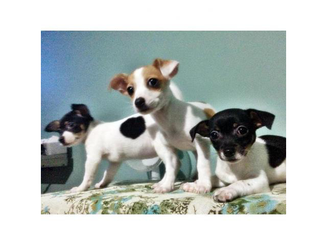 chihuahua puppies for sale in ga Duluth Puppies for Sale