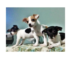chihuahua puppies for sale in ga - 1