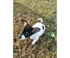 chihuahua puppies for sale in ga - 3
