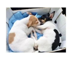 chihuahua puppies for sale in ga - 4