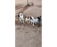 queensland heeler puppies for sale - 3