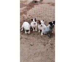 queensland heeler puppies for sale - 5