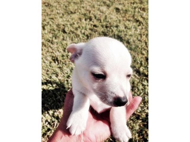 toy chihuahua puppies for sale california in Fresno