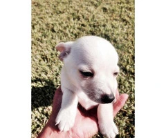 toy chihuahua puppies for sale california - 1