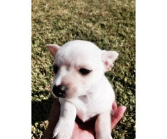 toy chihuahua puppies for sale california - 2