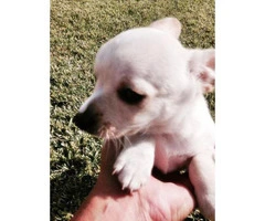 toy chihuahua puppies for sale california - 3