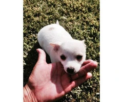 toy chihuahua puppies for sale california - 4