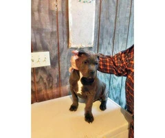 American bully puppies in NY - 2