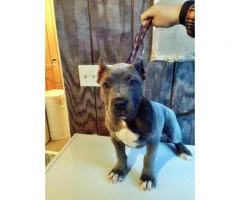 American bully puppies in NY - 3