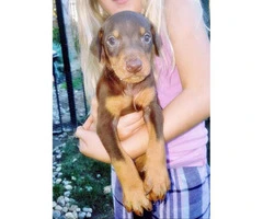 Doberman Puppies for sale 9 available purebred