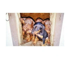 Doberman Puppies for sale 9 available purebred - 2