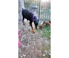 Doberman Puppies for sale 9 available purebred - 3