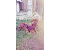 Doberman Puppies for sale 9 available purebred - 4