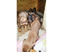 Doberman Puppies for sale 9 available purebred - 5