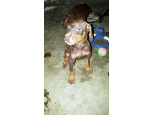 Doberman Puppies for sale 9 available purebred in Atwater ...