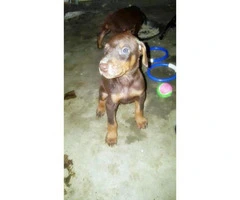 Doberman Puppies for sale 9 available purebred - 7