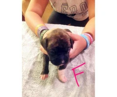 AKC registered boxer puppies 4 fawn and 5 brindle - 9