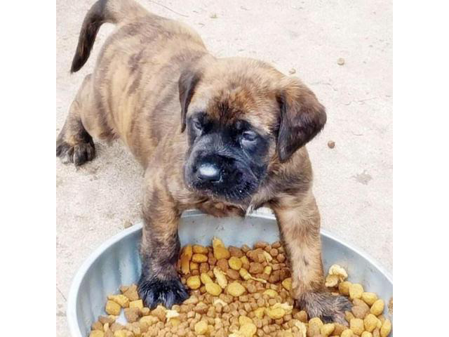 English Mastiff puppies in Des Moines, Iowa - Puppies for Sale Near Me